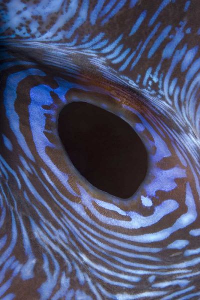 Indonesia, Komodo NP Giant tridacna clam